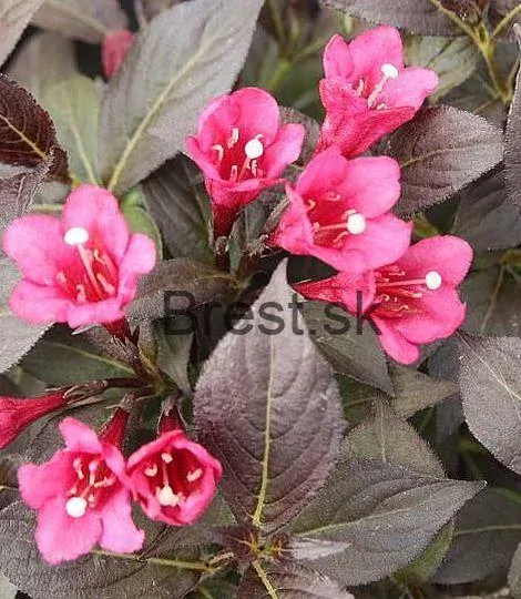 Weigela florida MINOR BLACK 'Verweig'